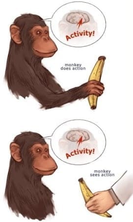 monkey_mirror_neuron